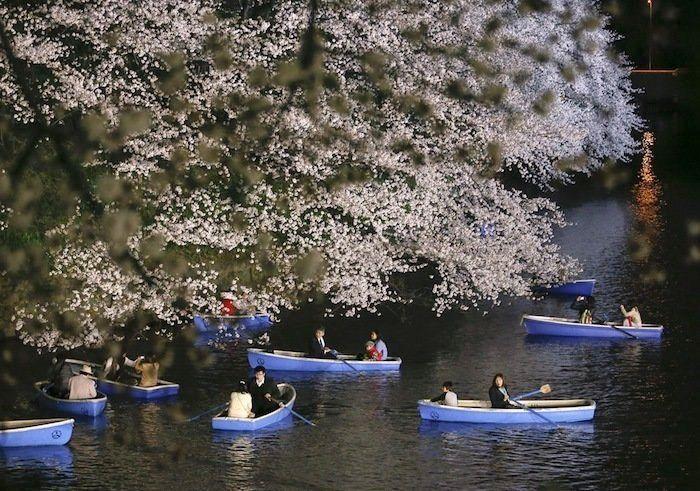 Cerezos en flor: el espectáculo primaveral (FOTOS)