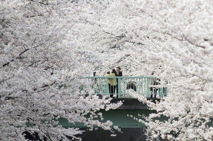 Cerezos en flor: el espectáculo primaveral (FOTOS)
