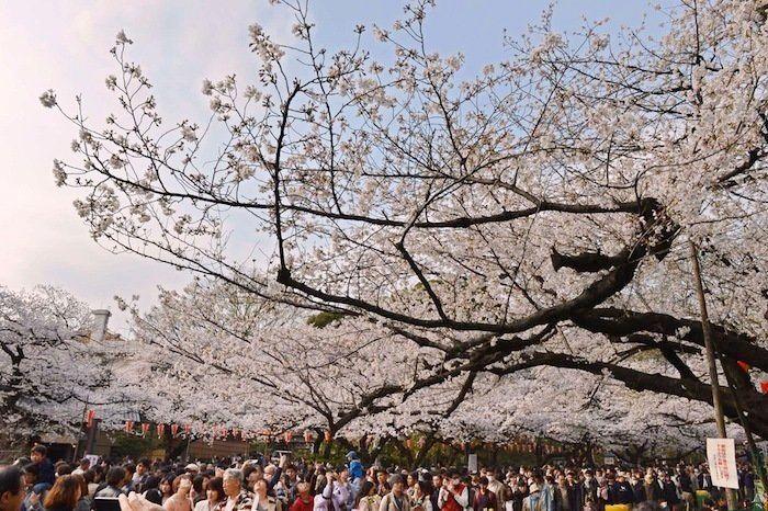 Cerezos en flor: el espectáculo primaveral (FOTOS)