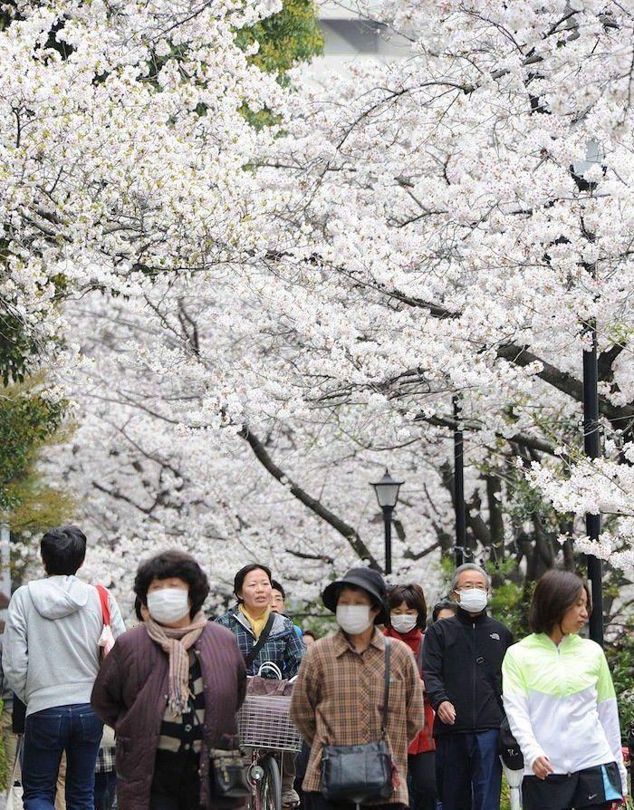 Cerezos en flor: el espectáculo primaveral (FOTOS)