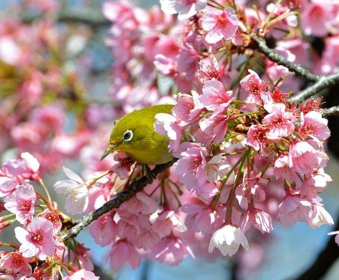 Cerezos en flor: el espectáculo primaveral (FOTOS)