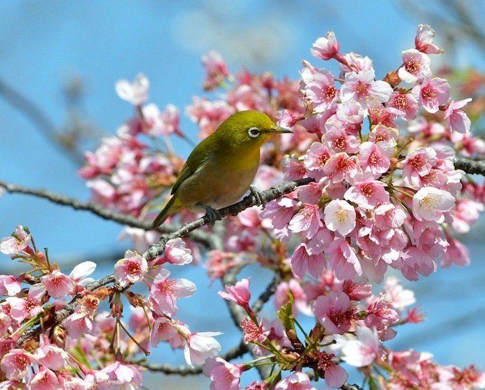 Cerezos en flor: el espectáculo primaveral (FOTOS)