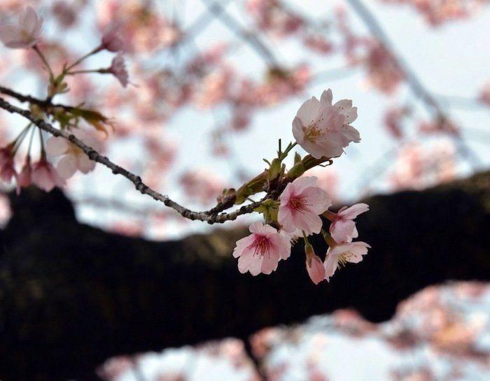 Cerezos en flor: el espectáculo primaveral (FOTOS)