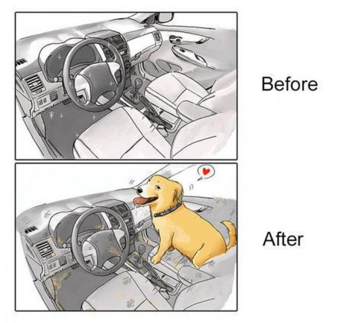 Cuál es el collar perfecto para sacar de paseo al perro