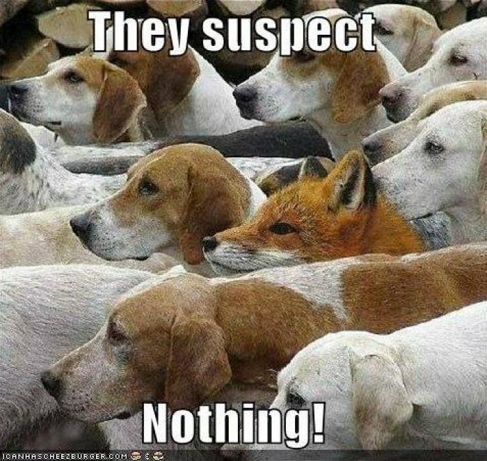 Camuflajes absurdos: no sospechan... ¡nada! (FOTOS)