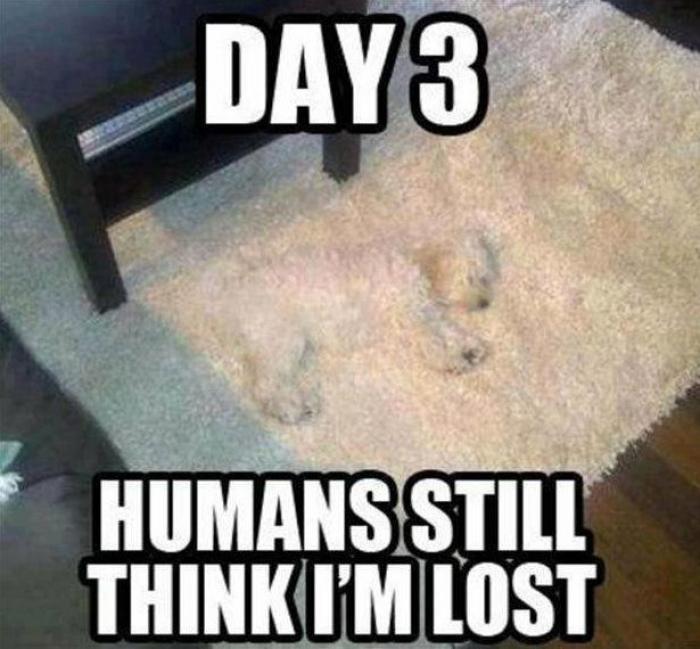 Camuflajes absurdos: no sospechan... ¡nada! (FOTOS)