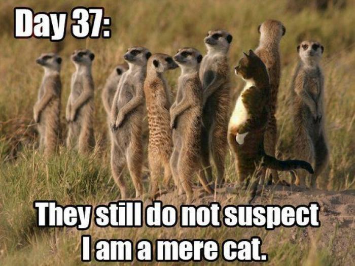 Camuflajes absurdos: no sospechan... ¡nada! (FOTOS)