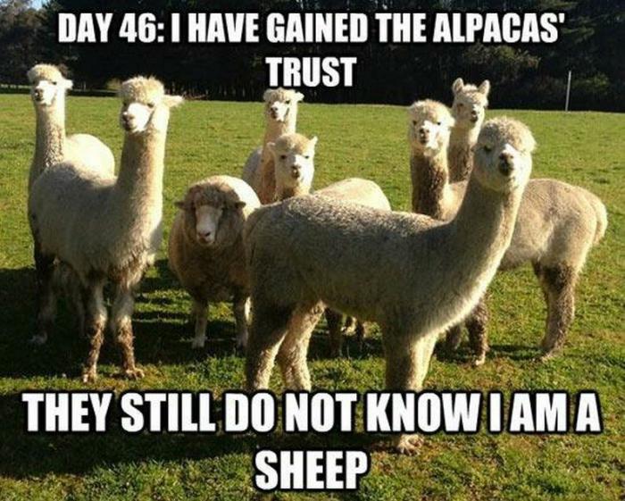 Camuflajes absurdos: no sospechan... ¡nada! (FOTOS)