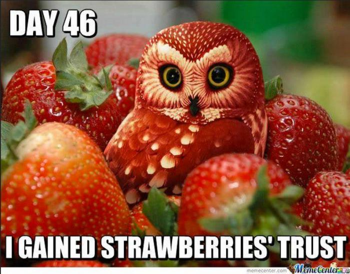 Camuflajes absurdos: no sospechan... ¡nada! (FOTOS)