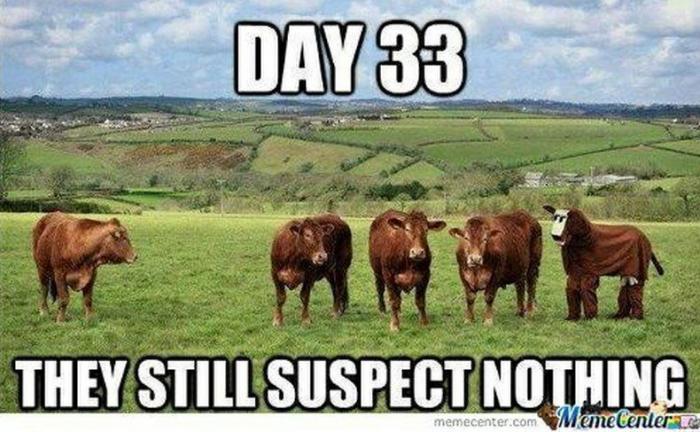 Camuflajes absurdos: no sospechan... ¡nada! (FOTOS)