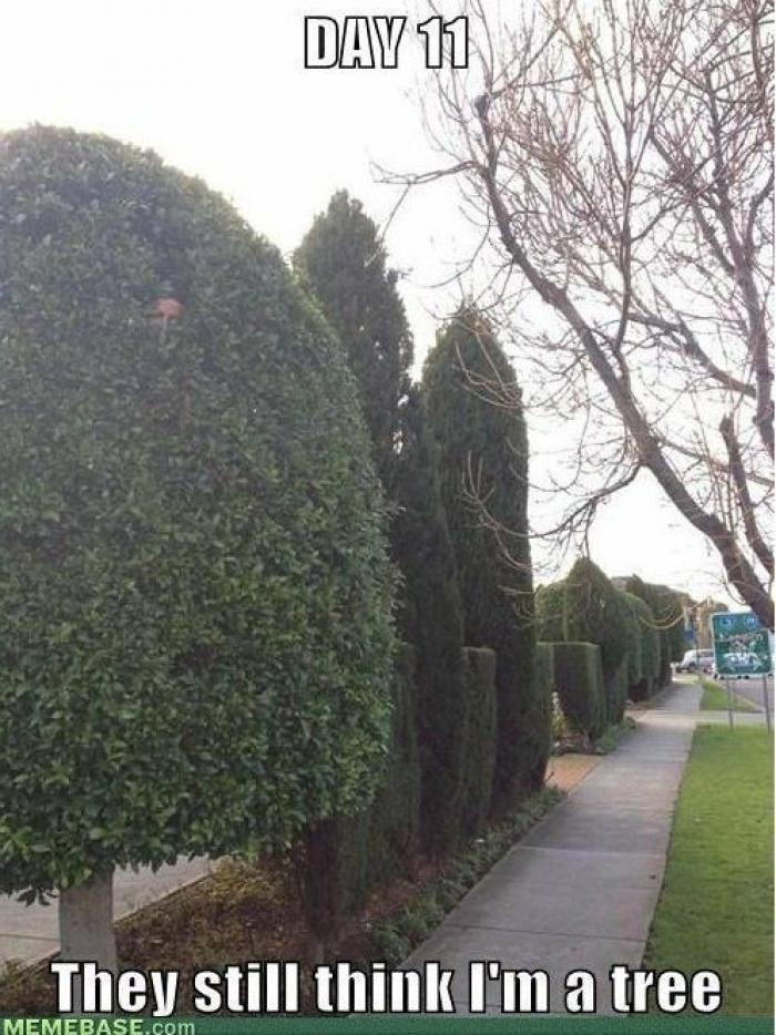 Camuflajes absurdos: no sospechan... ¡nada! (FOTOS)