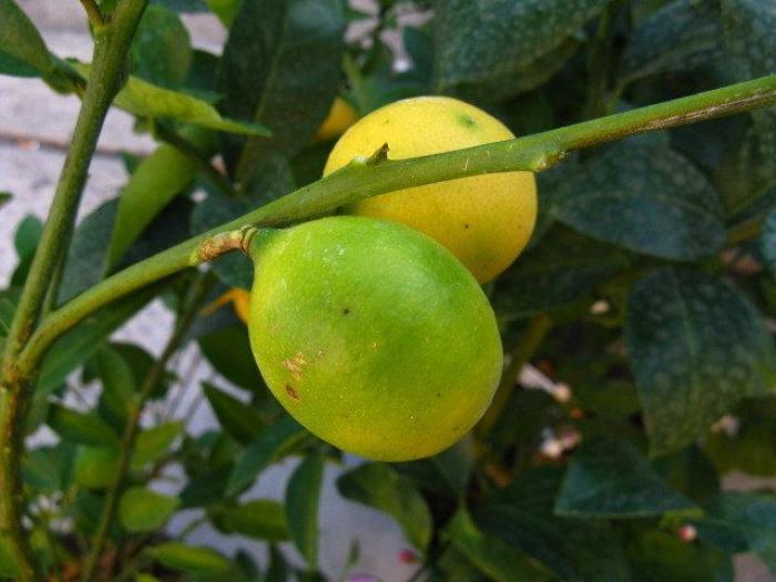 El truco viral para hacer zumo de limón sin exprimidor