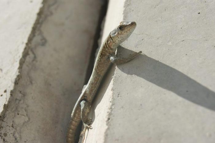 Un preso en tercer grado salva la vida a una niña que quería arrojarse al vacío en Guipúzcoa