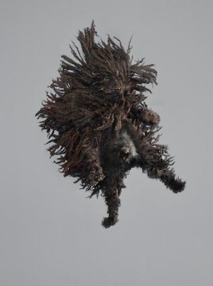 ¿Cómo elegimos a nuestros perros? 7 consejos para no cometer errores