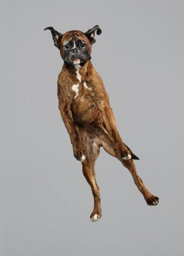 ¿Cómo elegimos a nuestros perros? 7 consejos para no cometer errores