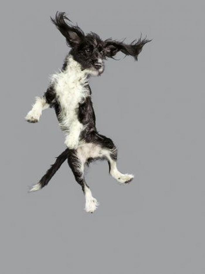 ¿Cómo elegimos a nuestros perros? 7 consejos para no cometer errores