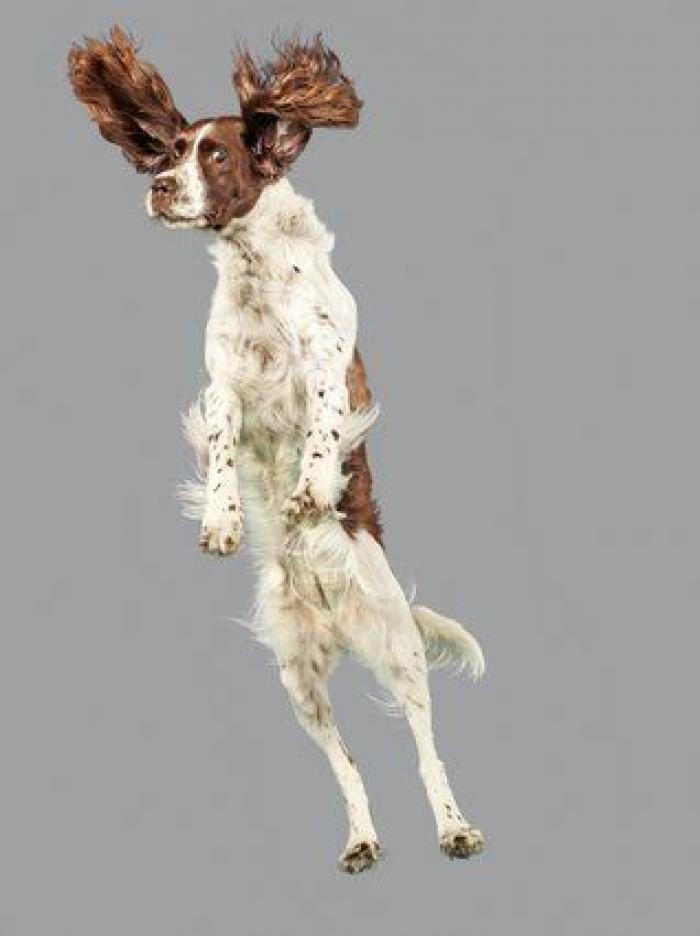 ¿Cómo elegimos a nuestros perros? 7 consejos para no cometer errores