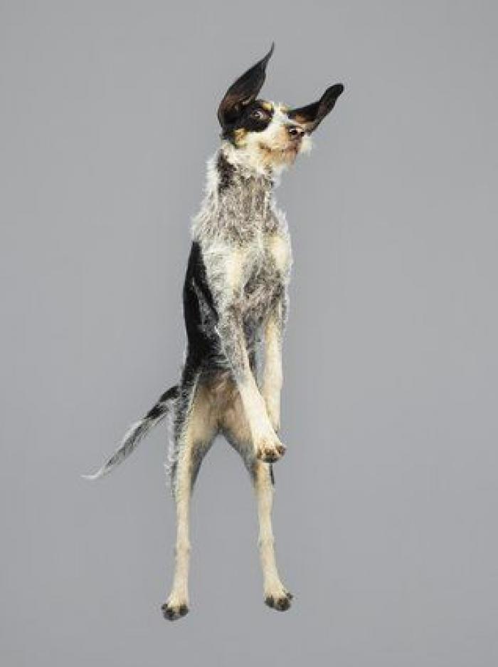 ¿Cómo elegimos a nuestros perros? 7 consejos para no cometer errores