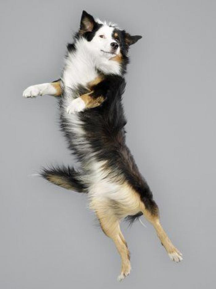 ¿Cómo elegimos a nuestros perros? 7 consejos para no cometer errores