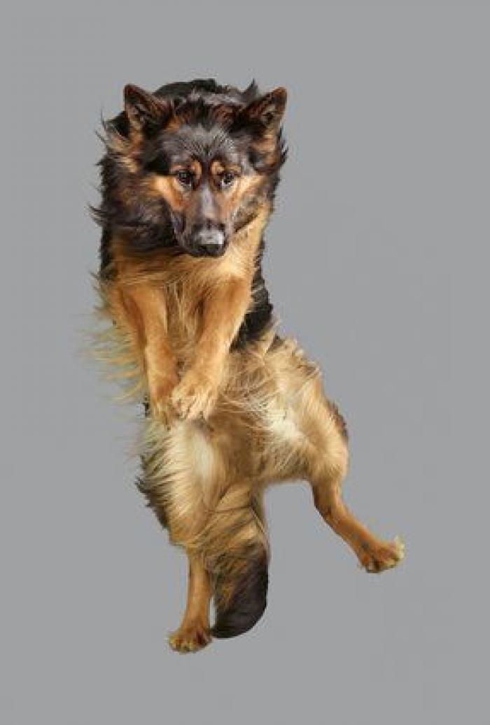 ¿Cómo elegimos a nuestros perros? 7 consejos para no cometer errores