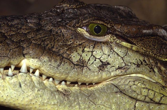 Frank Cuesta carga contra 'El Chiringuito': "Hay que ser más inteligente y no ir de listo"