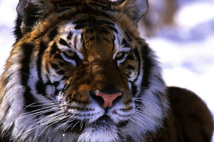 Frank Cuesta carga contra 'El Chiringuito': "Hay que ser más inteligente y no ir de listo"