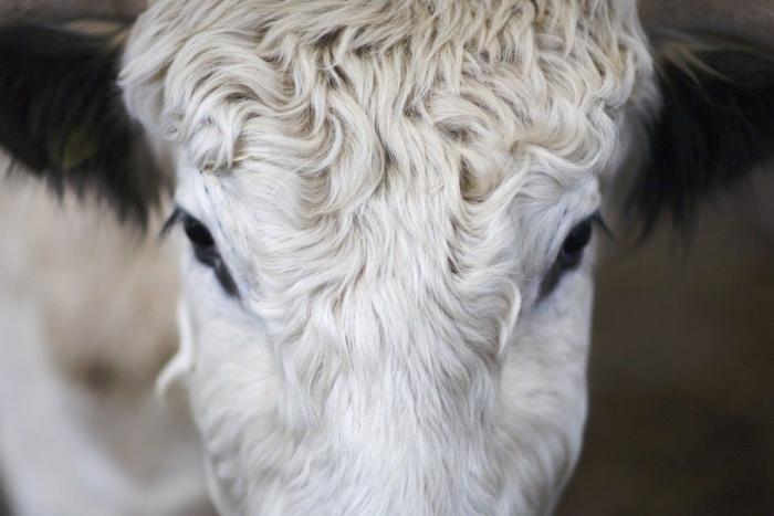 Frank Cuesta carga contra 'El Chiringuito': "Hay que ser más inteligente y no ir de listo"