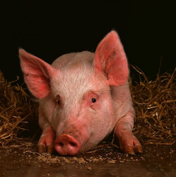 Frank Cuesta carga contra 'El Chiringuito': "Hay que ser más inteligente y no ir de listo"