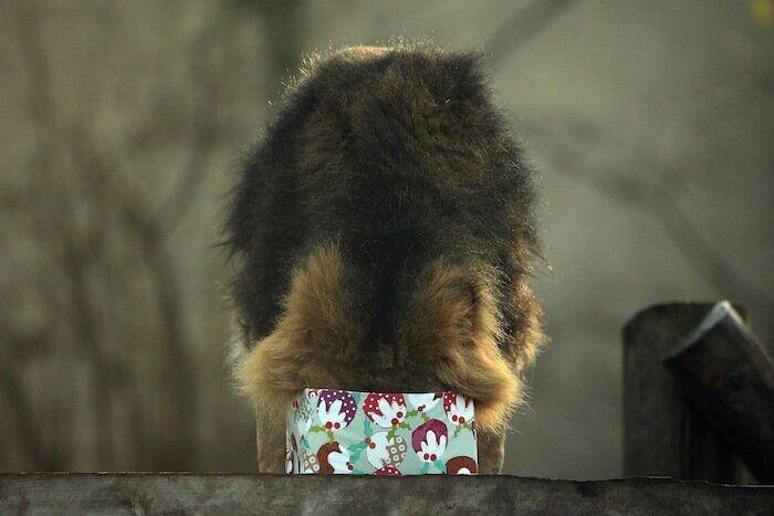 De bienes embargables a "seres sintientes": así cambiará la ley española para dar mayor cobertura a la protección animal