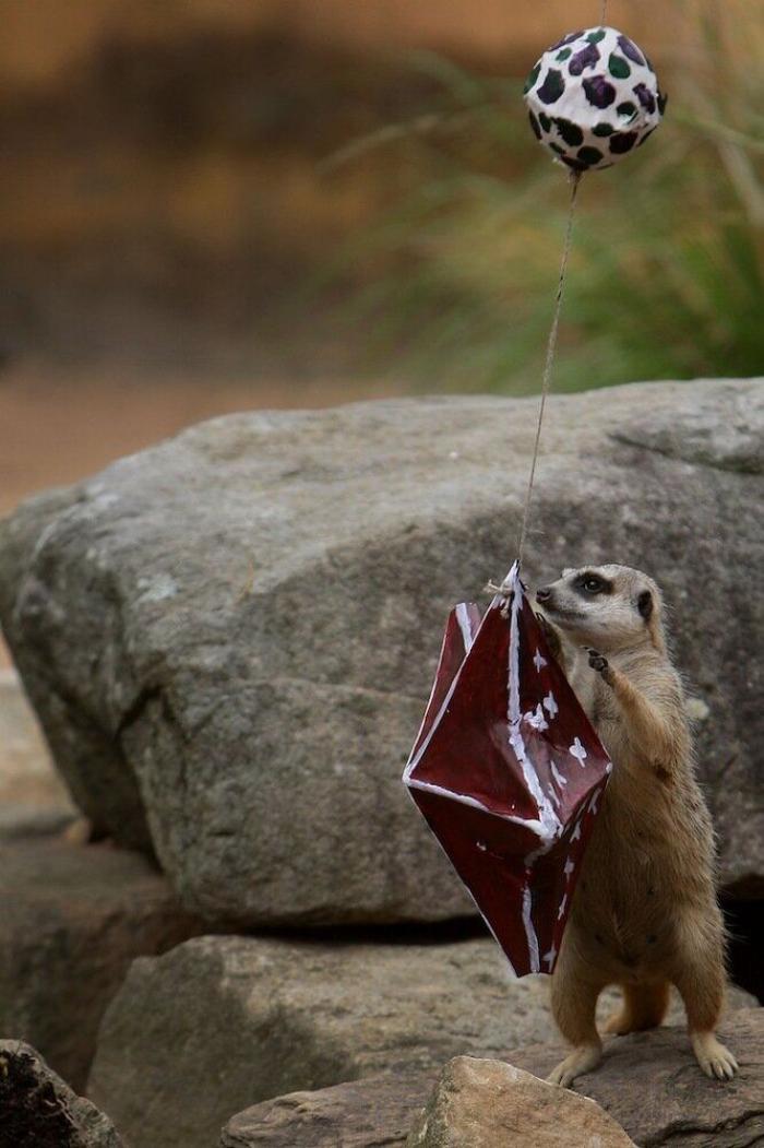 De bienes embargables a "seres sintientes": así cambiará la ley española para dar mayor cobertura a la protección animal