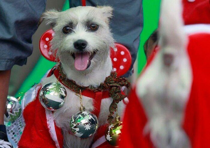 De bienes embargables a "seres sintientes": así cambiará la ley española para dar mayor cobertura a la protección animal