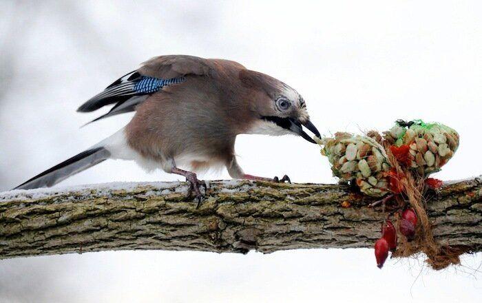 De bienes embargables a "seres sintientes": así cambiará la ley española para dar mayor cobertura a la protección animal