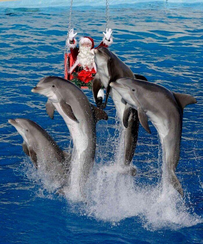 De bienes embargables a "seres sintientes": así cambiará la ley española para dar mayor cobertura a la protección animal