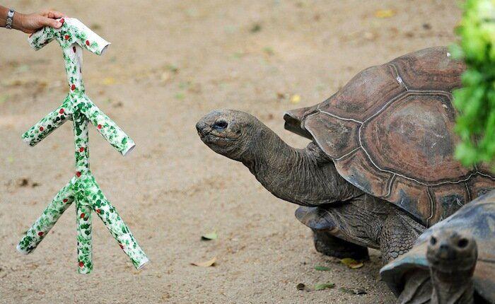 De bienes embargables a "seres sintientes": así cambiará la ley española para dar mayor cobertura a la protección animal