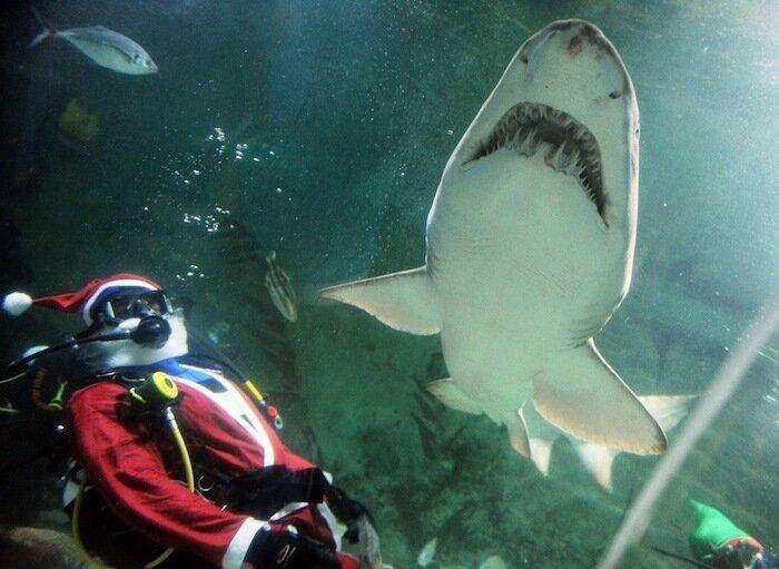 De bienes embargables a "seres sintientes": así cambiará la ley española para dar mayor cobertura a la protección animal