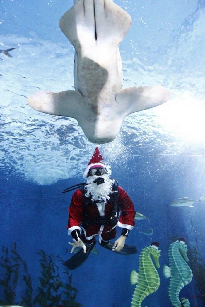 De bienes embargables a "seres sintientes": así cambiará la ley española para dar mayor cobertura a la protección animal