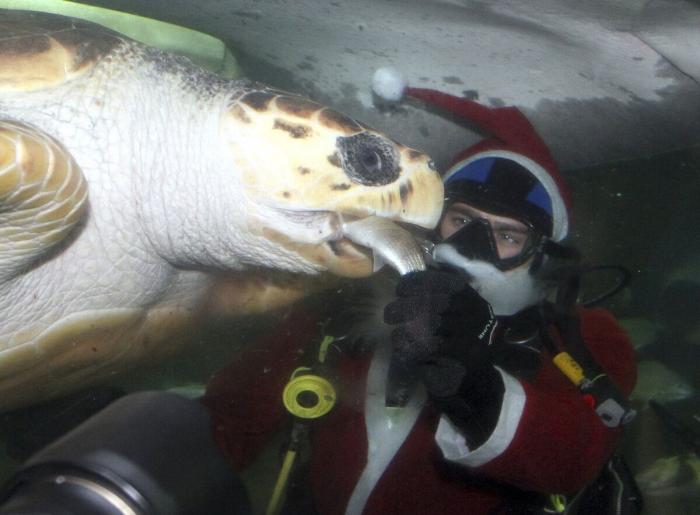 De bienes embargables a "seres sintientes": así cambiará la ley española para dar mayor cobertura a la protección animal