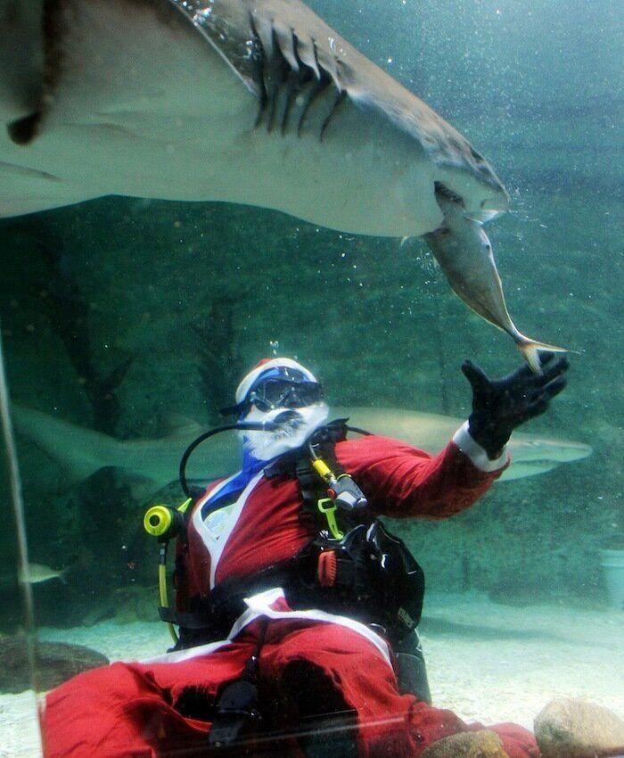 De bienes embargables a "seres sintientes": así cambiará la ley española para dar mayor cobertura a la protección animal