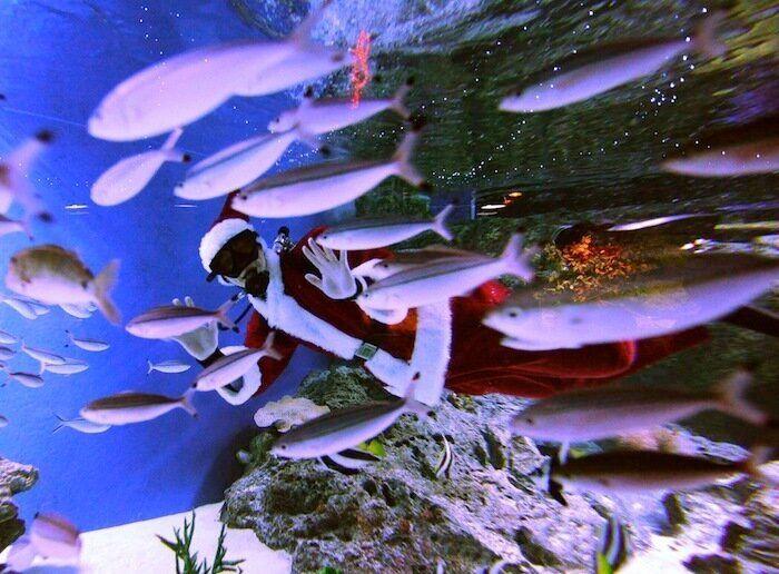 De bienes embargables a "seres sintientes": así cambiará la ley española para dar mayor cobertura a la protección animal