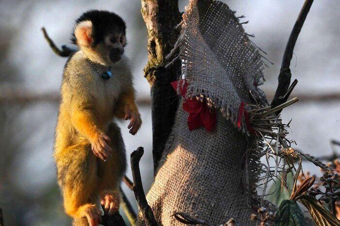 De bienes embargables a "seres sintientes": así cambiará la ley española para dar mayor cobertura a la protección animal