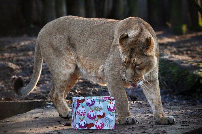 De bienes embargables a "seres sintientes": así cambiará la ley española para dar mayor cobertura a la protección animal