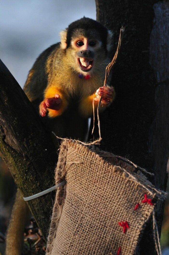 De bienes embargables a "seres sintientes": así cambiará la ley española para dar mayor cobertura a la protección animal