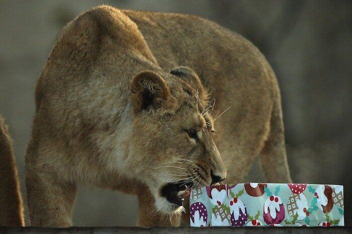 De bienes embargables a "seres sintientes": así cambiará la ley española para dar mayor cobertura a la protección animal