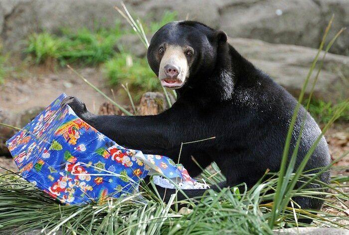 De bienes embargables a "seres sintientes": así cambiará la ley española para dar mayor cobertura a la protección animal