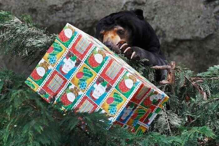 De bienes embargables a "seres sintientes": así cambiará la ley española para dar mayor cobertura a la protección animal