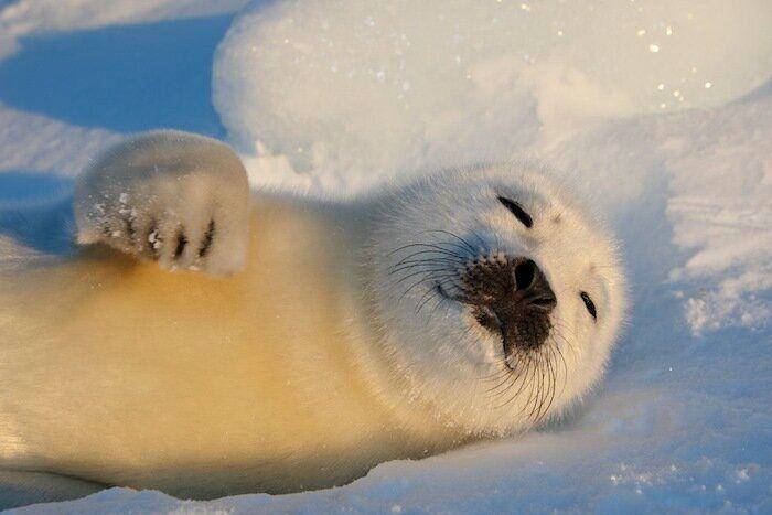 Un grupo de cazadores hiere a un oso pardo durante una cacería de jabalíes en Cantabria