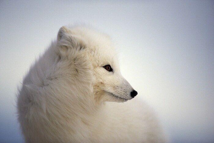 Un grupo de cazadores hiere a un oso pardo durante una cacería de jabalíes en Cantabria