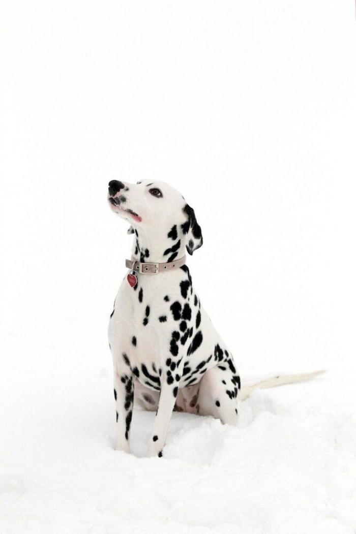 Un grupo de cazadores hiere a un oso pardo durante una cacería de jabalíes en Cantabria