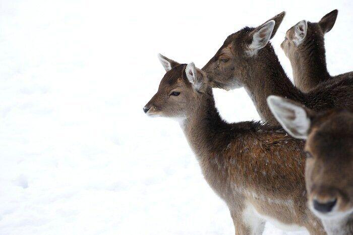 Un grupo de cazadores hiere a un oso pardo durante una cacería de jabalíes en Cantabria
