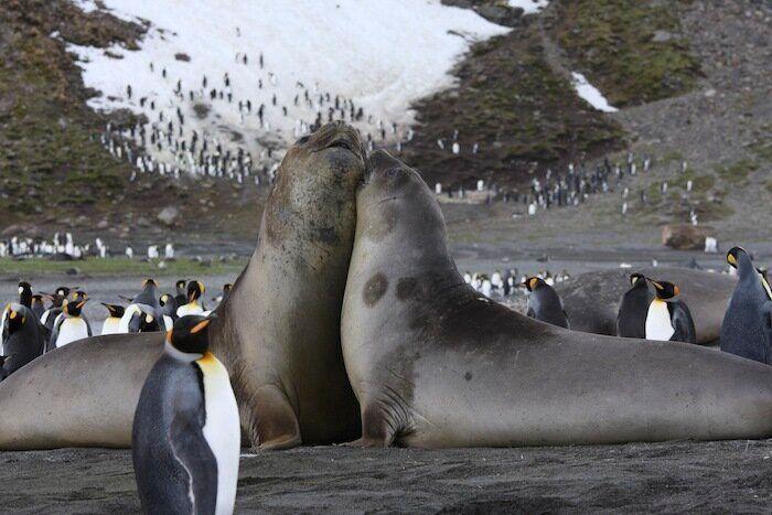 Un grupo de cazadores hiere a un oso pardo durante una cacería de jabalíes en Cantabria
